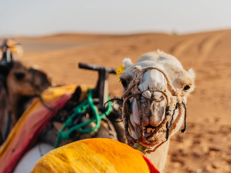 White camel ready for a sunset camel ride in the Merzouga dunes of Erg Chebbi Desert, Morocco