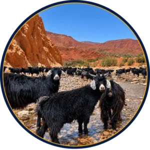 Todgha Gorge and Dades Valley landscapes with goats in southern Morocco