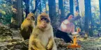 Barbary Monkeys in the Cedar Forest of Azrou