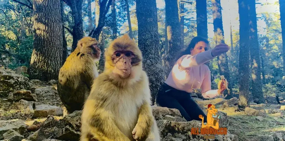 Barbary monkeys in the cedar forest of Azrou during a Fes to Marrakech desert tour
