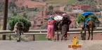 Berber Women Carrying Grass for Cattle in the Atlas Mountains